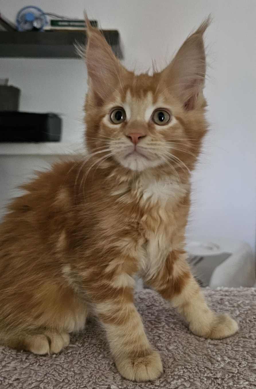 Kotka Maine Coon