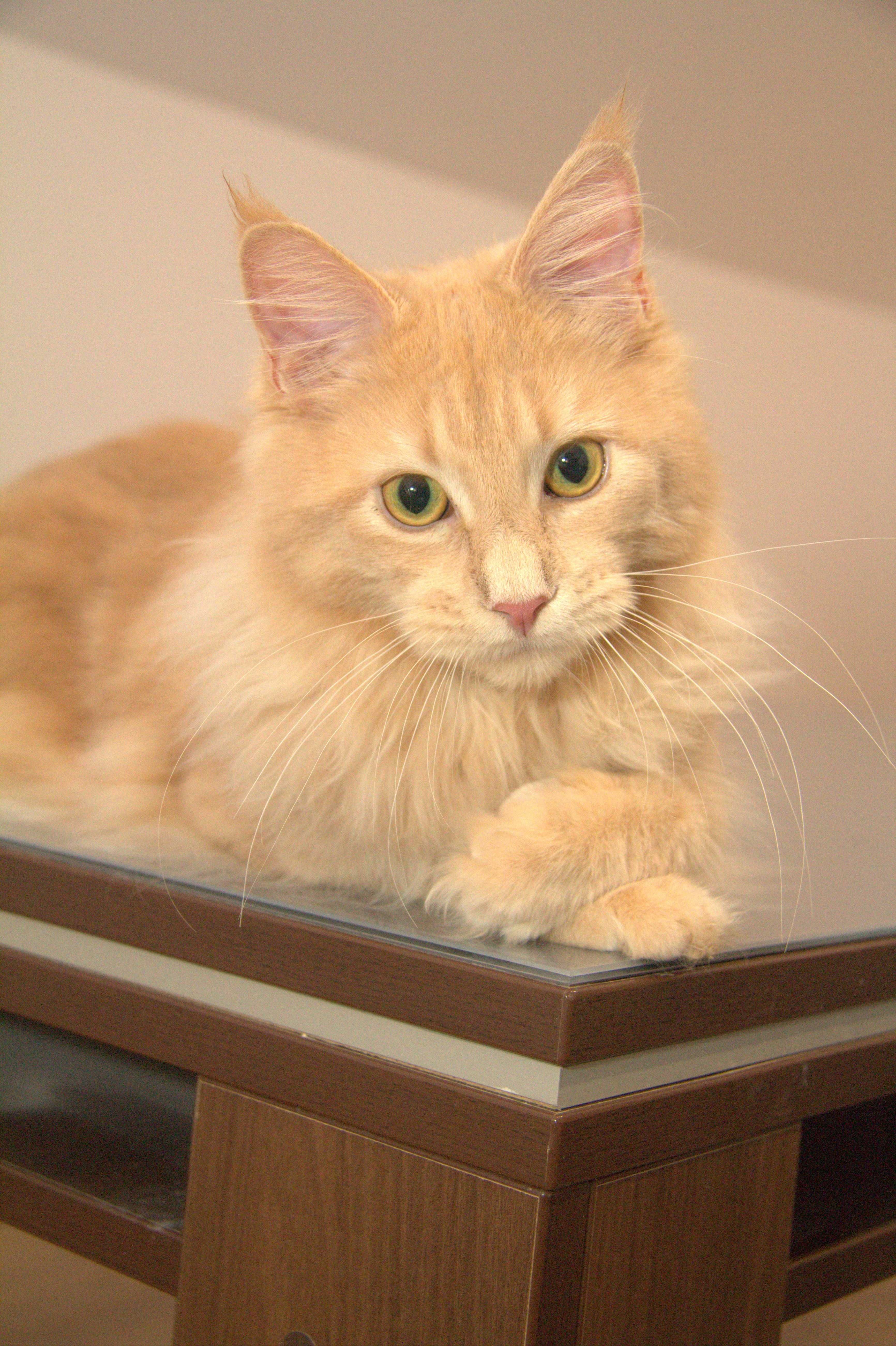 Maine coon koteczka Joelyn
