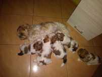 Szczeniak shih tzu z rodowodem