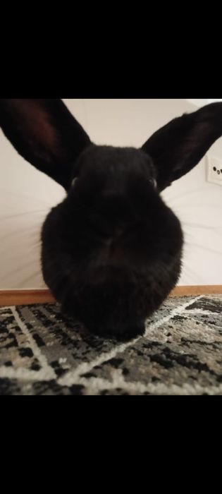 Śliczny królik (niecale 4 lata)