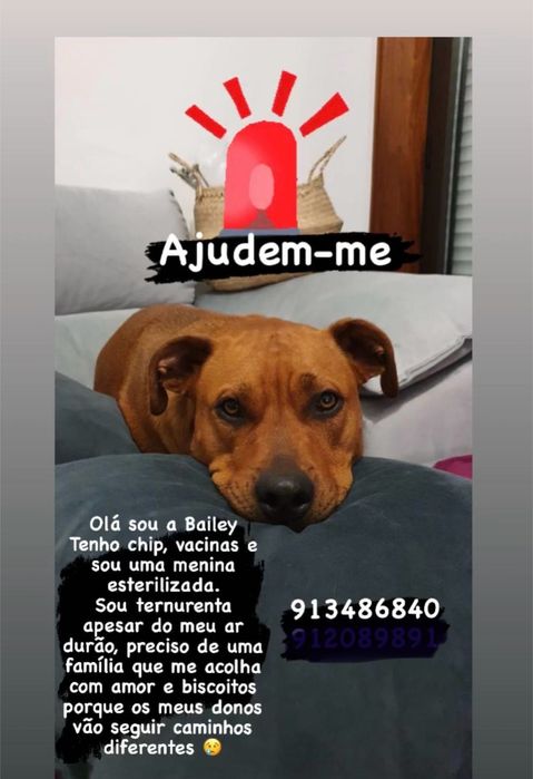 Para adoção Responsável