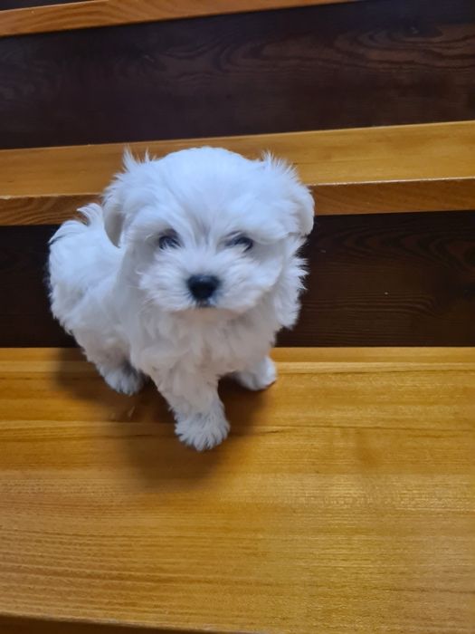 Maltańczyk szczeniak już do odbioru