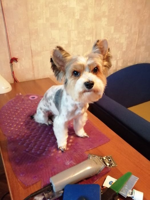 Стрижка собак малих порід послуги грумера виїзд на дом м.Васильків