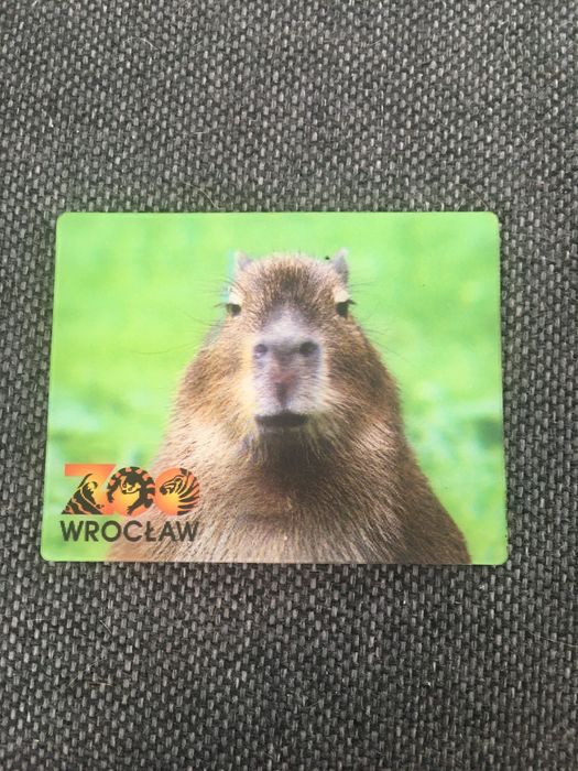 Magnes trójwymiarowy Kapibara Zoo Wrocław