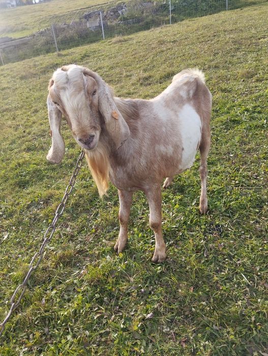 Sprzedam Capa 100% anglonubijski