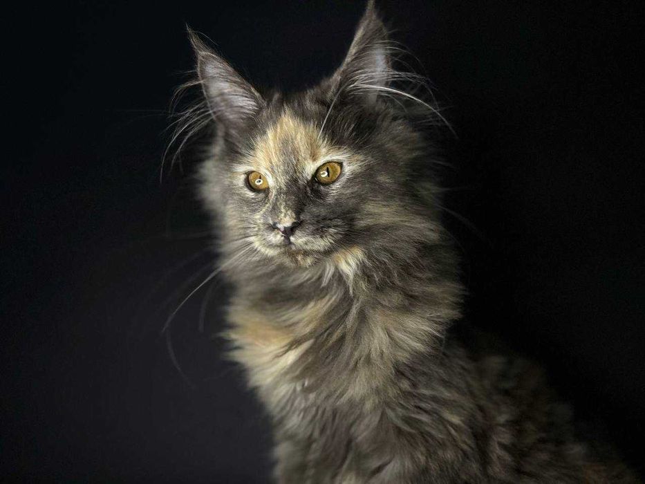 Кішечка мейн-кун зі всіма документами WCF та щепленнями Доставка