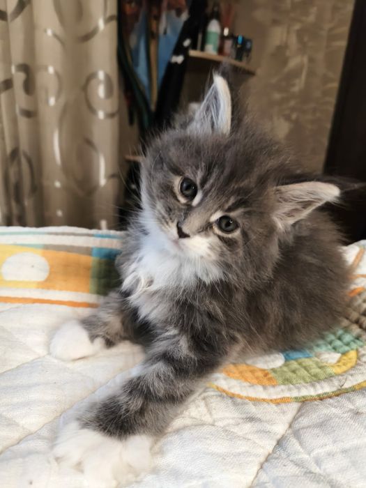 Бронювання котят породи Мейнкунів