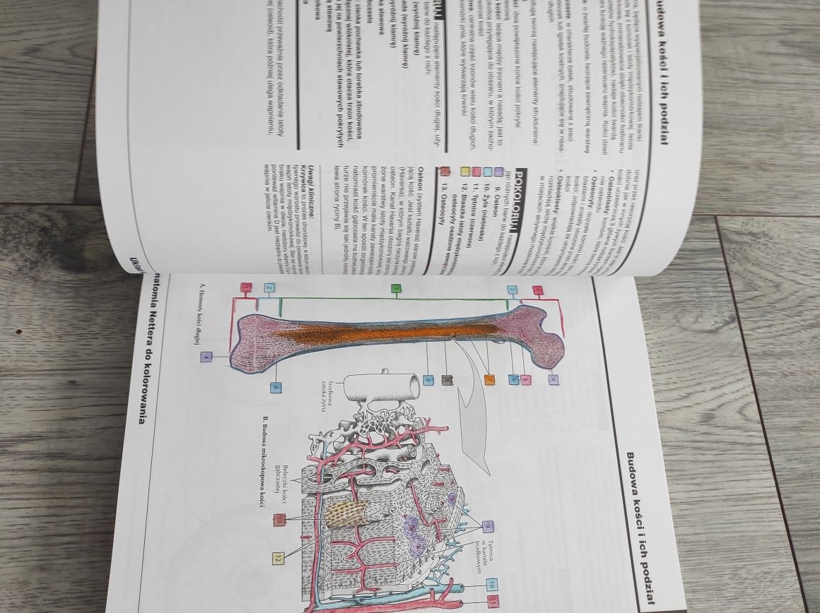 Anatomia Netter do kolorowania