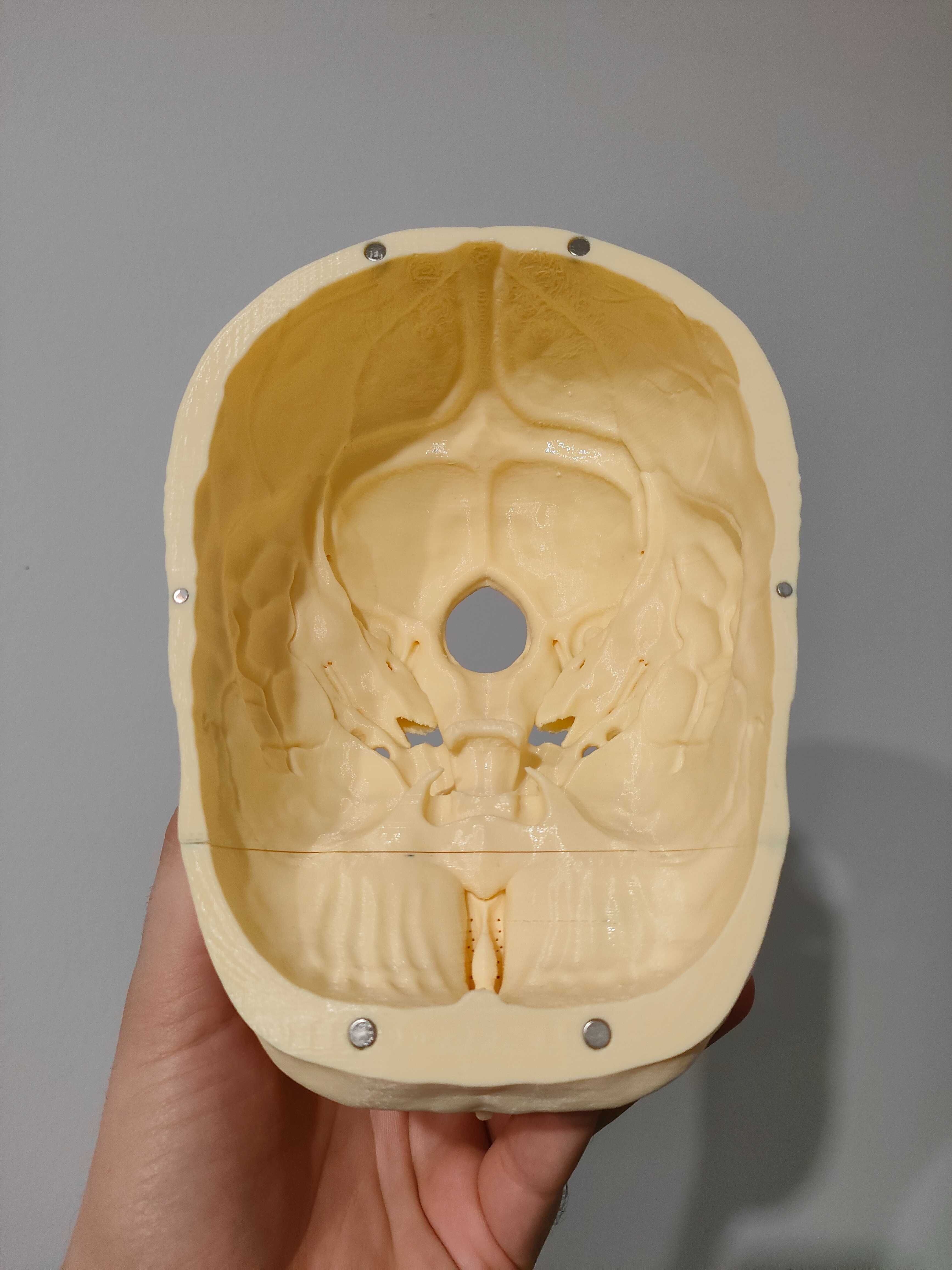 Model czaszki anatomiczny 3d pomoc osteologiczna kości czaszka model