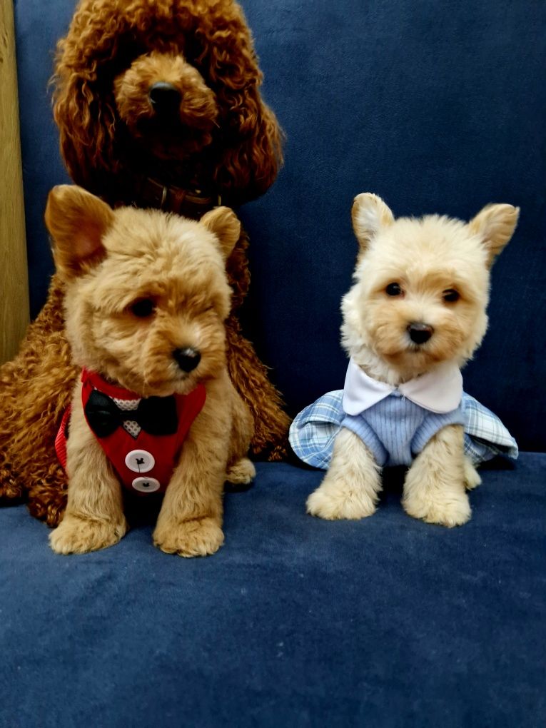 Pudel toy Westiepoo West highland white terrier szczeniaczki