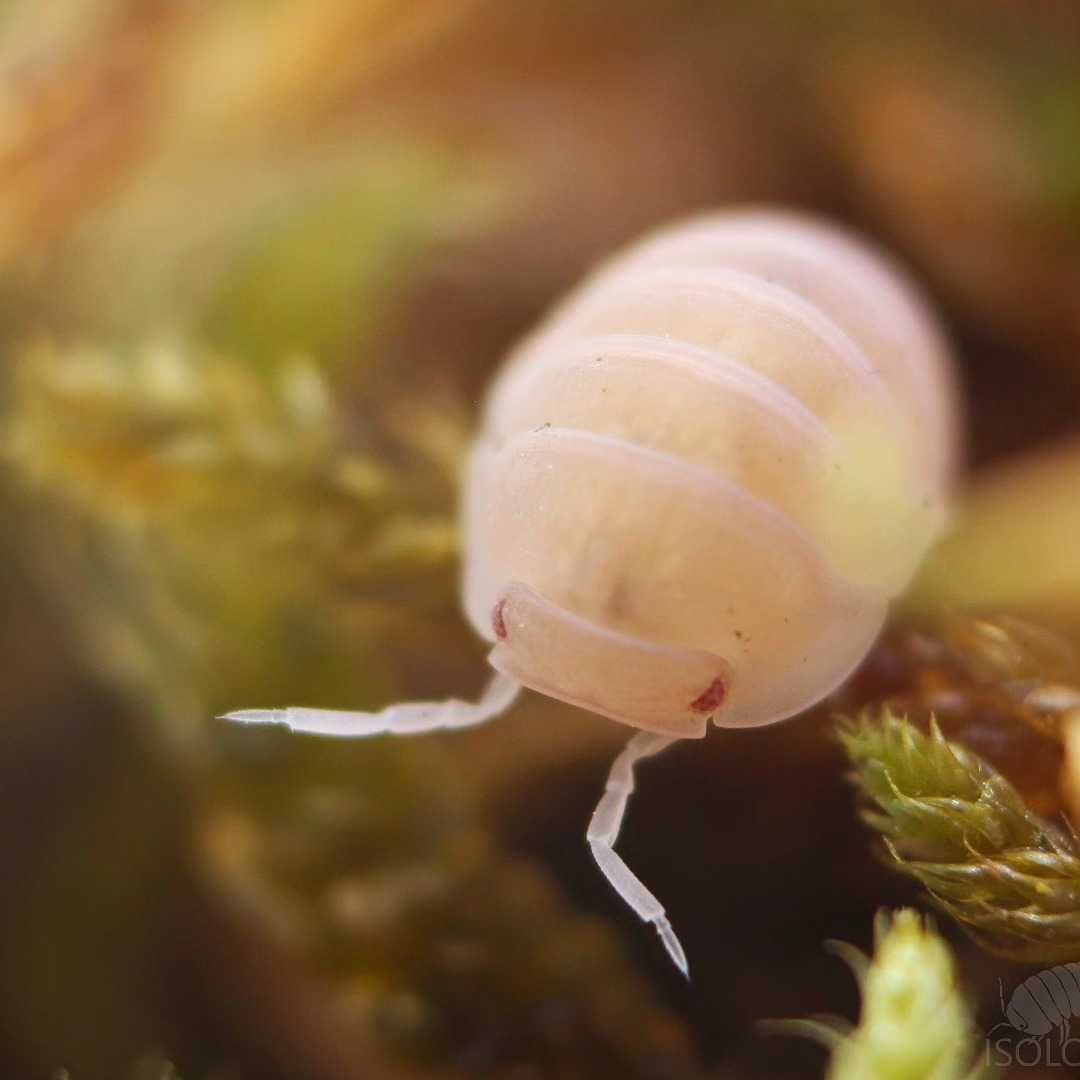 Cubaris murina "papaya", little sea isopods, RÓŻOWE równonogi