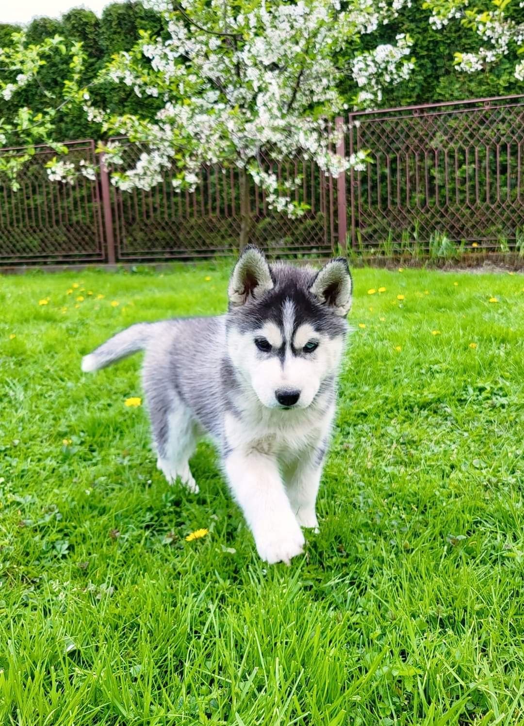 Siberian husky suczka husky syberyjski rodowód zkwp fci