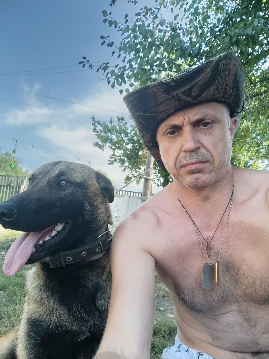 Бельгийская овчарка