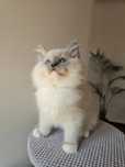 Ragdoll kocurek Blue mitted na kolanka