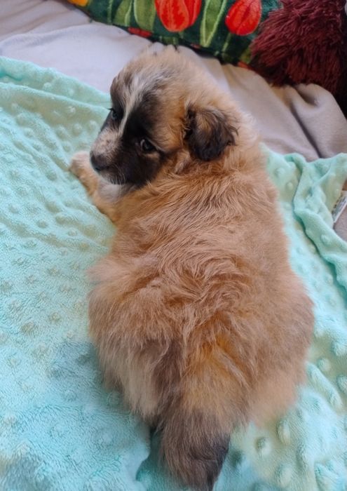 Puchaty Mały Nieśmiałek szczeniaczek