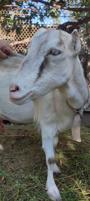 Молода дійна коза породи Ламанча