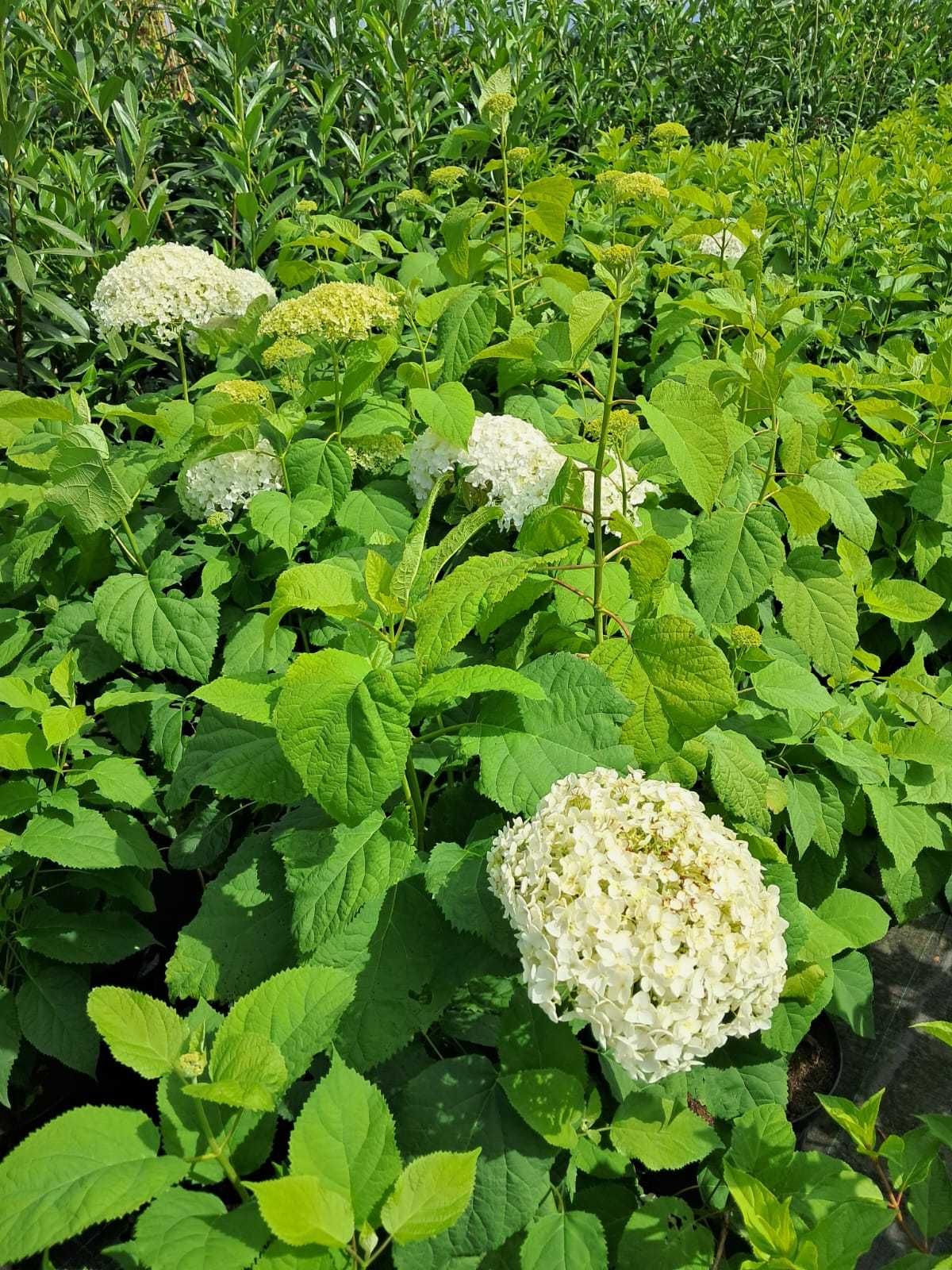 Hortensja krzewiasta Annabelle WYSYŁKA