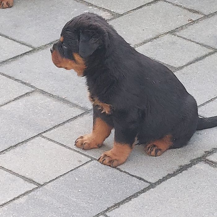 Rottweiler suczka Gotowa do odbioru.