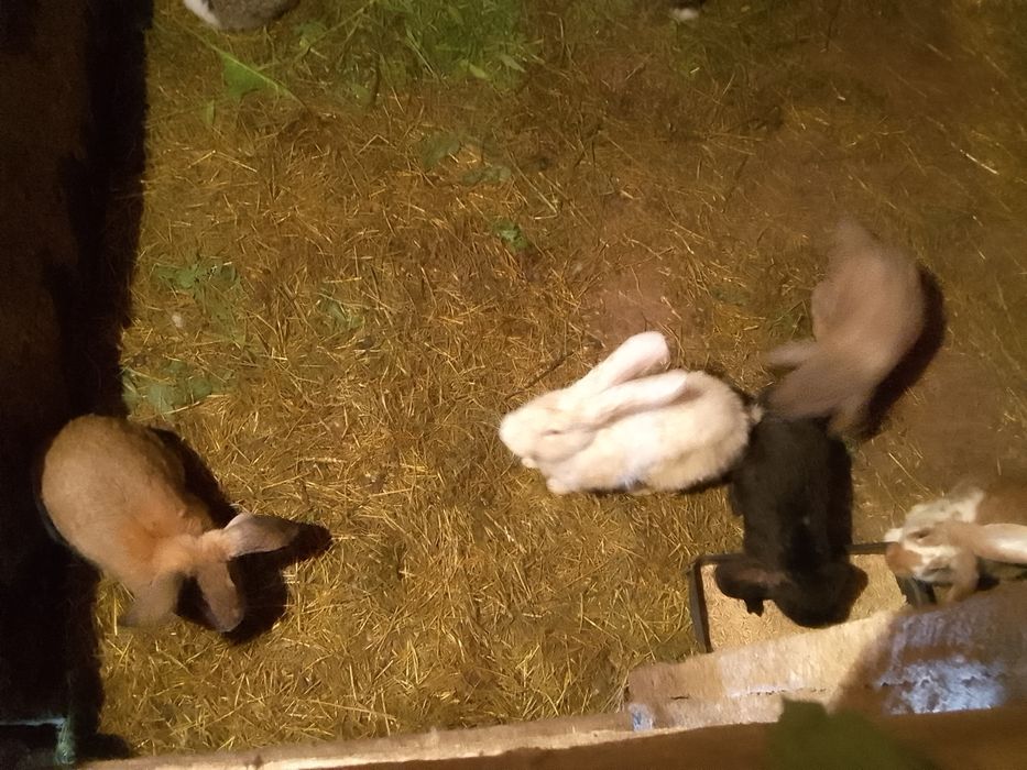 Продам кроликів різного віку