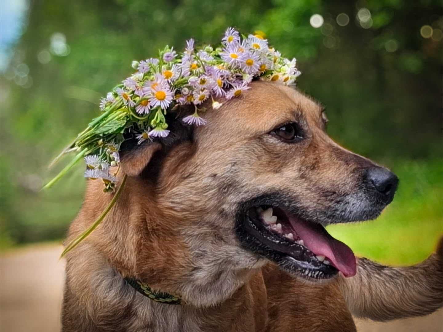 Salsa - młoda, śliczna, otwarta suczka potrzebuje właśnie Ciebie