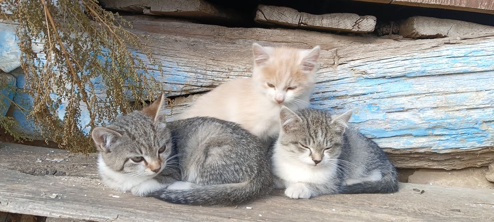 Віддамо котенят у добрі руки