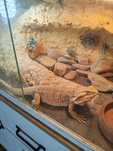 Agama brodata  + terrarium, witaminy i pokarm