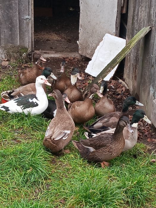 kaczki, bażanty łowne, sutany