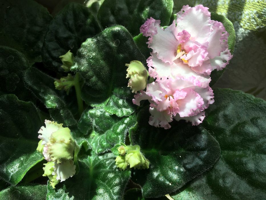 Продам фиалку Irish Cream