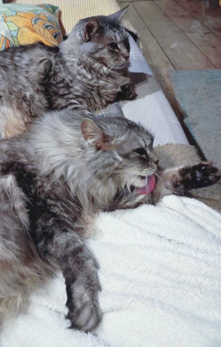 Koty w typie rasy syberyjskiej do adopcji