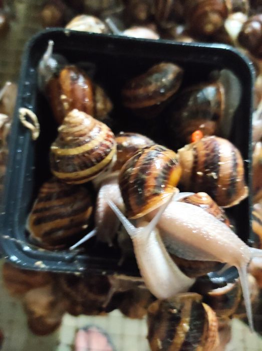 Мальок, ікра равлика Helix aspersa Muller