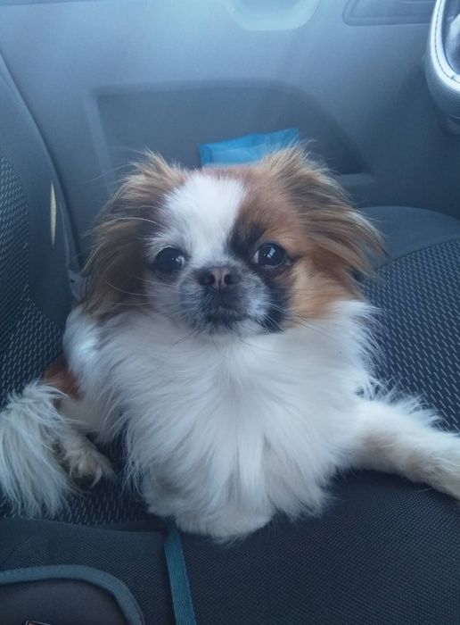 Хин шукає дівчинку