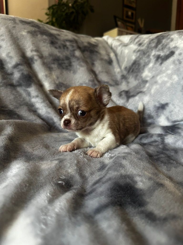 Chocolate Menino super mini. 2 meses  485 gramas.perfeito! Cabeça de m