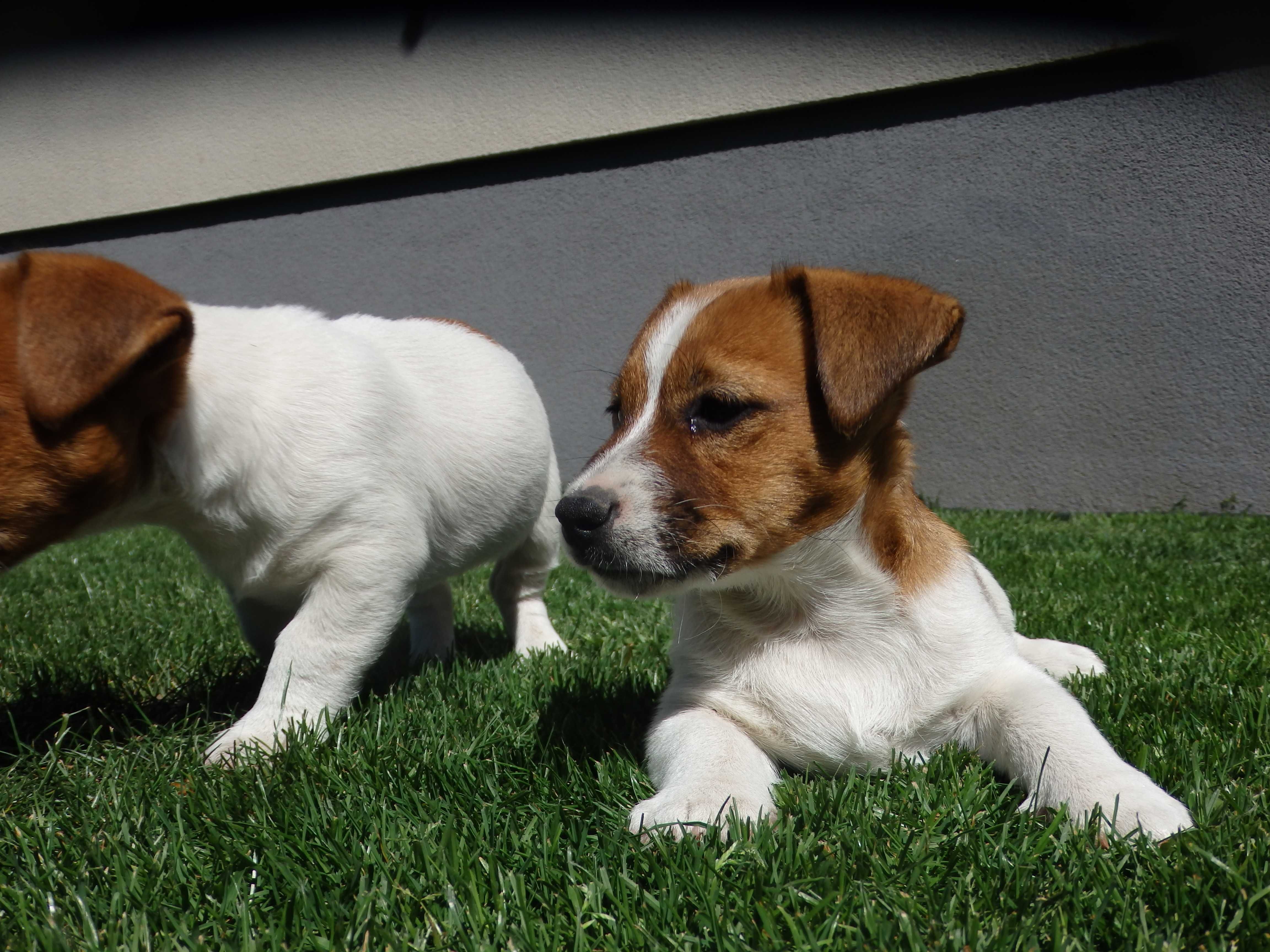 Jack Russell Terrier ON od #SMARTIE JACKS# pure BREED parents FCI/ZKwP