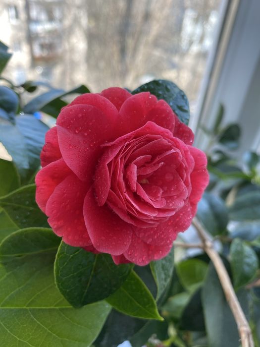 Камелия Японская