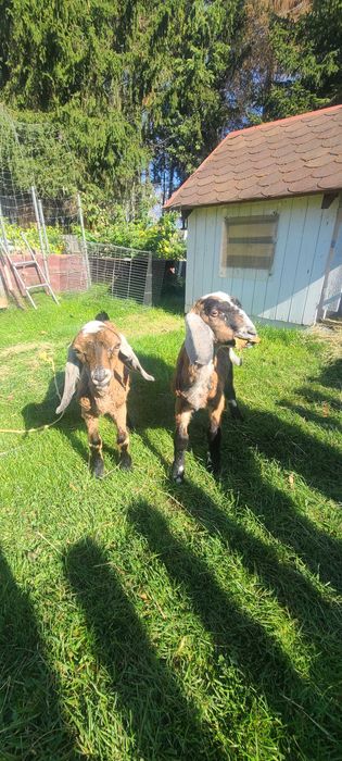 Młody koziołek anglonubijski