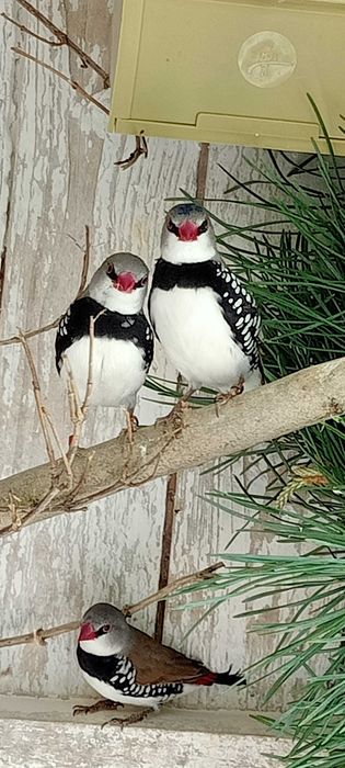 Para amadyn diamentowych.