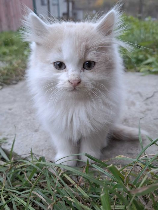 Віддам в добрі руки кошенят