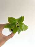 Conjunto 6 baby plants