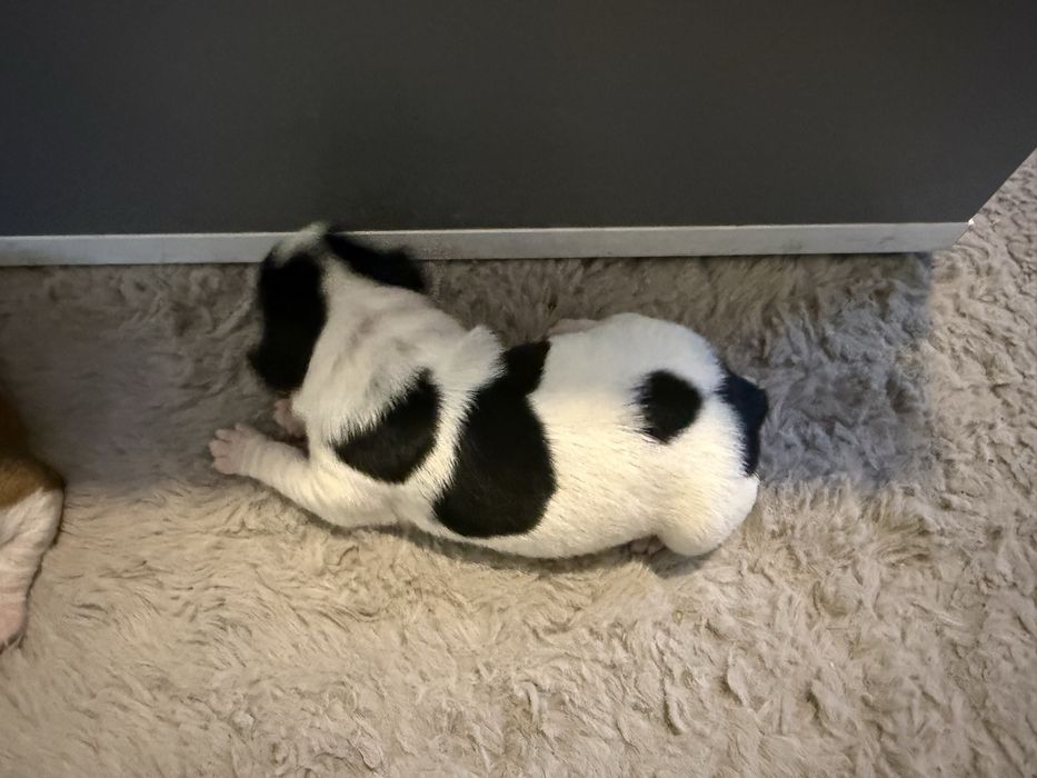 Suczka szczeniak Jack Russell Terrier