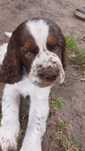 Suczka springer spaniel angielski, szczenię