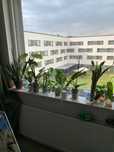 Rośliny doniczkowe. Monstera, Sanseveria, dracena, orchidea epipremnum