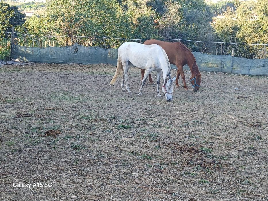 Duas poldras, uma livro verde, outra livro azul