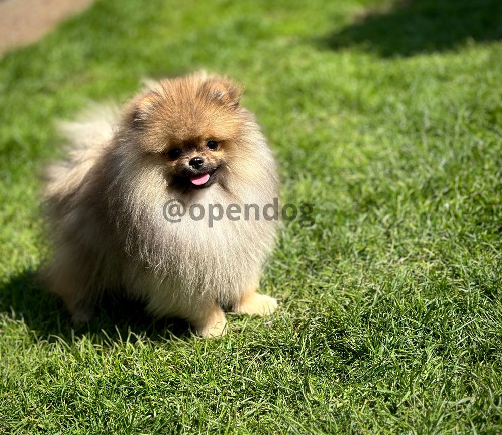 Szpic miniaturowy POMERANIAN wybitny PIESEK gotowy DO ODBIORU