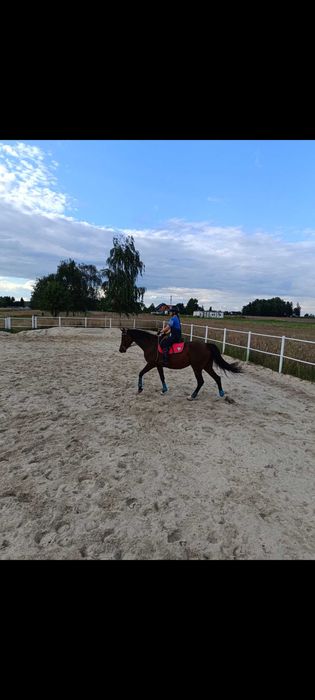 Konie do dzierżawy/współdzierżawy