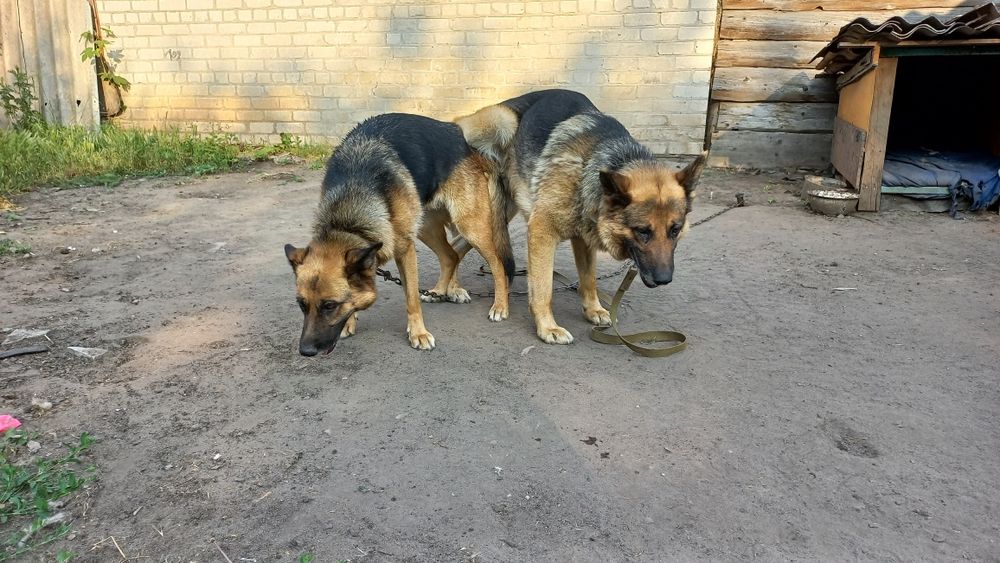 Срочно Продам немецкие овчарки чистокровные