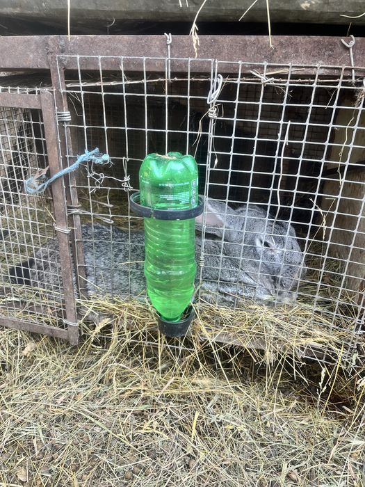 Кролик серый великан