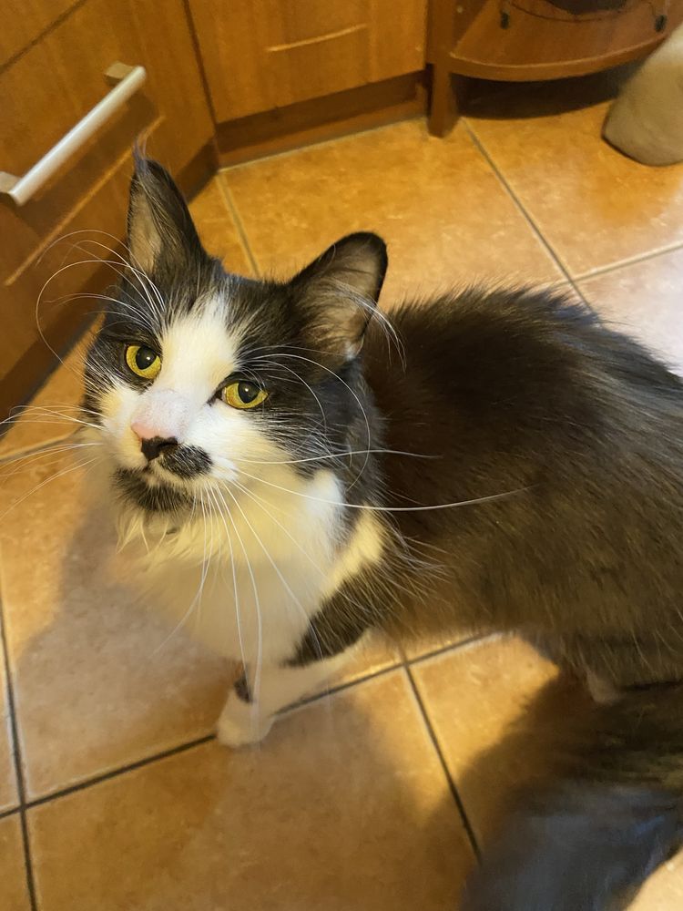 Kocurek Shiro szuka domu kot do adopcji