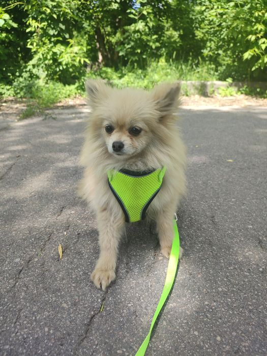 Мини шпиц девочка