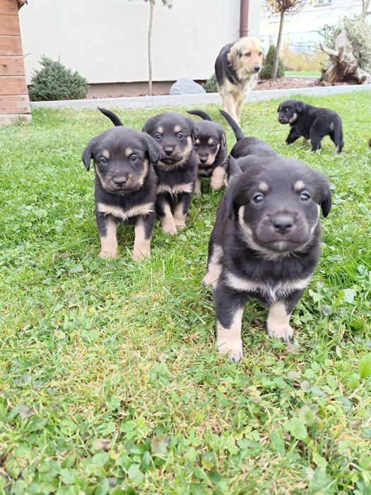 Oddam szczeniaki