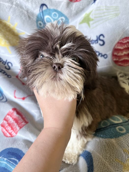Chlopiec Shih-tzu ( komplet szczepien )